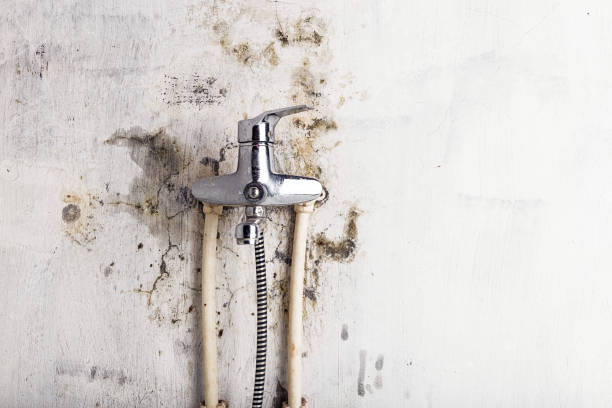 Best Professional Mold Removal  in Upland, IN