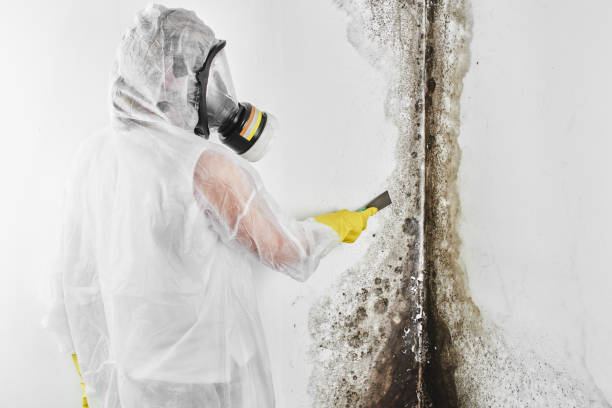 Best Residential Mold Removal  in Upland, IN