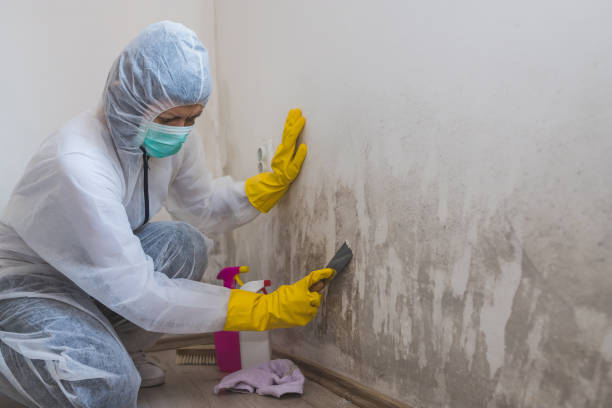 Best Mold Testing  in Upland, IN