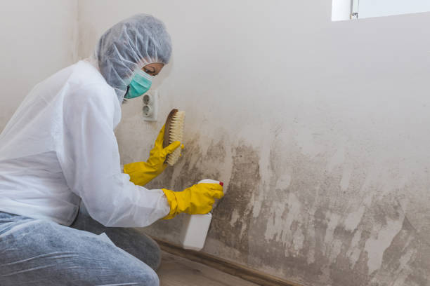 Best Emergency Mold Removal  in Upland, IN