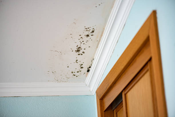 Best Mold Damage Repair  in Upland, IN