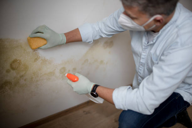 Best Home Mold Removal  in Upland, IN