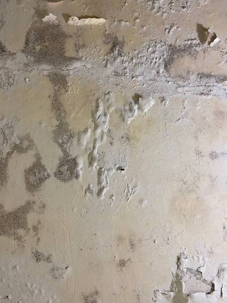Best Commercial Mold Removal  in Upland, IN
