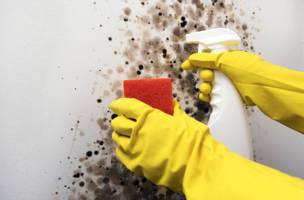 Best Crawl Space Mold Removal  in Upland, IN
