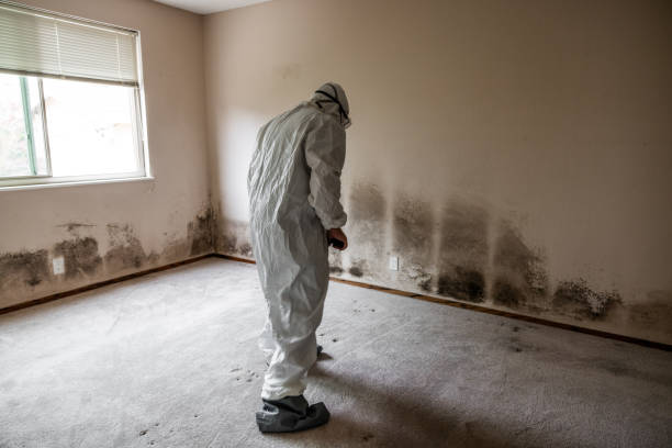 Best Certified Mold Removal  in Upland, IN