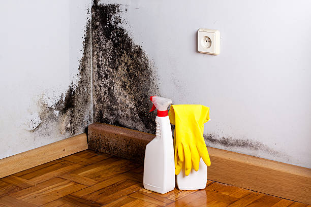 Best Professional Mold Removal  in Upland, IN