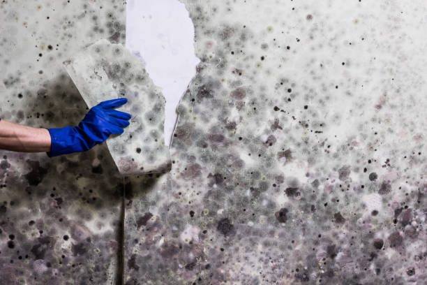 Best Affordable Mold Removal  in Upland, IN
