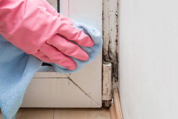 Mold Removal and Inspection in Upland, IN
