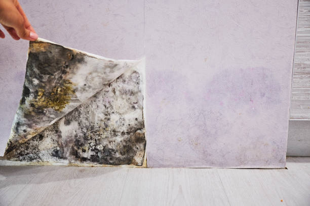 Best Local Mold Removal Service  in Upland, IN